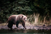 Grizzly bear hunting for fish, Chilko Lake, British Columbia, Canadá — Fotografia de Stock