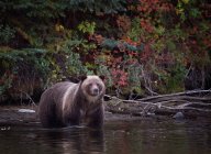 Grizzly bear hunting for fish, Chilko Lake, Британская Колумбия, Канада — стоковое фото