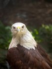 Retrato de un águila, Indonesia - foto de stock