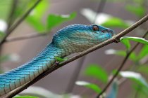 Nahaufnahme einer blauen Viper (Trimeresurus Insularis) auf einem Ast, Indonesien — Stockfoto