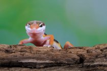 Retrato de um gecko (eublepharis macularius) em um ramo piscando,, Indonésia — Fotografia de Stock