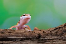 Retrato de um gecko (eublepharis macularius) em um ramo, Indonésia — Fotografia de Stock