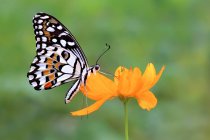 Schmetterling auf einer Blume, Indonesien — Stockfoto