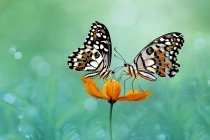 Две бабочки на цветке, Индонезия — стоковое фото