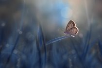 Mariposa sobre una hoja de hierba, Indonesia - foto de stock