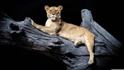 Löwin ruht sich nachts in einem Baum aus, Indien — Stockfoto
