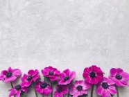 Flores de anémona rosa sobre un fondo gris texturizado - foto de stock