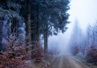 Route à travers une forêt brumeuse par un matin glacé, Suisse — Photo de stock