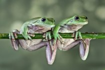 Дві пухкі деревні жаби, що сидять на гілці (Індонезія). — стокове фото