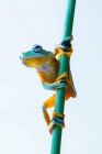 Javan tree frog on a branch, Indonesia — Stock Photo
