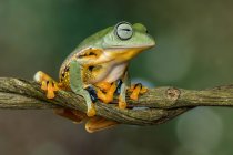 Javan tree frog on a branch, Indonesia — Stock Photo