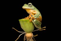 Javan tree frog on a flower bud, Indonesia — Stock Photo