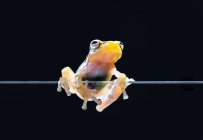 Скляна жаба на склі (Індонезія). — стокове фото