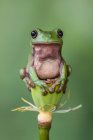 Dumpy tree frog sitting on a flower bud, Indonesia — Stock Photo