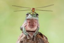 Dragonfly sitting on a dumpy tree frog, Indonesia — Stock Photo