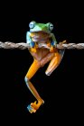 Яванська деревна жаба, що висить на шматку мотузки (Індонезія). — стокове фото