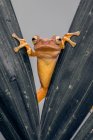 Лягушка, смотрящая сквозь два листа, Индонезия — стоковое фото