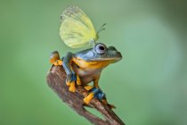Butterfly on a Javan Tree Frog, Indonesia — Stock Photo
