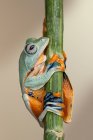 Яванская древесная лягушка на растении, Индонезия — стоковое фото