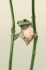 Дурна деревна жаба на рослині (Індонезія). — стокове фото