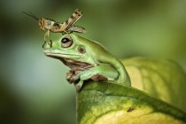 Grasshopper on a dumpy tree frog, Indonesia — Stock Photo