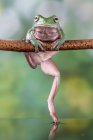 Klumpiger Laubfrosch auf einem Ast, Indonesien — Stockfoto