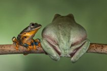 Javan tree frog sitting on a dumpy tree frog, Indonesia — Stock Photo