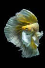 Bellissimo pesce Betta giallo e bianco che nuota in acquario su sfondo scuro, vista da vicino — Foto stock