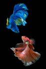 Two beautiful betta fish swimming in aquarium on dark background, close view — Stock Photo