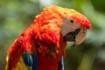 Close-up portrait of a macaw, Indonesia — Stock Photo