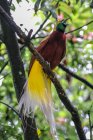 Uccello del paradiso su un ramo, Indonesia — Foto stock