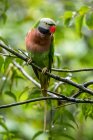 Красногрудый попугай сидит на ветке — стоковое фото