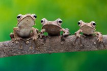 Three frogs on a branch, Indonesia — Stock Photo