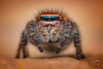 Крупный план прыгающего паука, Индонезия — стоковое фото
