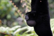 Porträt eines Siamang-Affen, der in einem Baum schwingt, Indonesien — Stockfoto