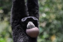 Ritratto di una scimmia Siamang che oscilla su un albero, Indonesia — Foto stock