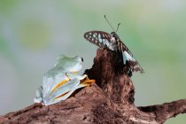 Яванская древесная лягушка с бабочкой, Индонезия — стоковое фото