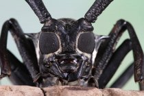 Retrato de um besouro asiático de chifres longos, Indonésia — Fotografia de Stock