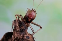 Portrait of a Dragon headed katydid on wood, Indonesia — Stock Photo