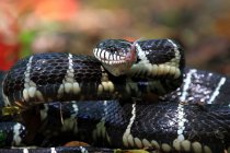 Portrait of a Boiga snake ready to strike, Indonesia — Stock Photo