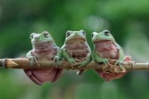 Tres ranas arbóreas verdes australianas en una rama, Indonesia - foto de stock