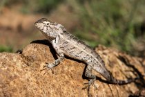 Changeable lizard (Calotes versicolor) on a rock, Sri Lanka — Stock Photo