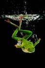 Білокрилка деревна жаба пірнає у воду, Індонезія. — стокове фото