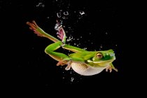 White-lipped tree frog swimming underwater, Indonesia — Stock Photo