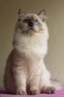 Portrait of a Himalayan cat with blue eyes — Stock Photo