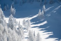 Árvores em um vale coberto de neve, Zauchensee, Salzburgo, Áustria — Fotografia de Stock