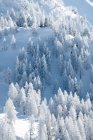Деревья в заснеженной долине, Заухензе, Зальцбург, Австрия — стоковое фото