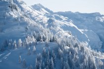 Bäume in einem verschneiten Tal, Zauchensee, Salzburg, Österreich — Stockfoto