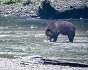Grizzly Bear, що стоїть у річці, що поїдає рибу (Британська Колумбія, Канада). — стокове фото