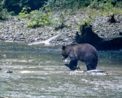 Orso Grizzly in piedi in un fiume che mangia un pesce, Columbia Britannica, Canada — Foto stock